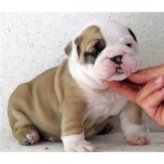 Adorabili cuccioli di bulldog inglese femminucce e maschietti disponibili
