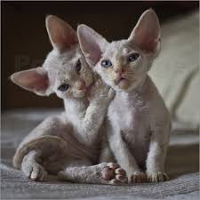 Regalo Maschio e una femmina cuccioli Sphynx per l'adozione Maschio e una femmina cuccioli Sphynx pe