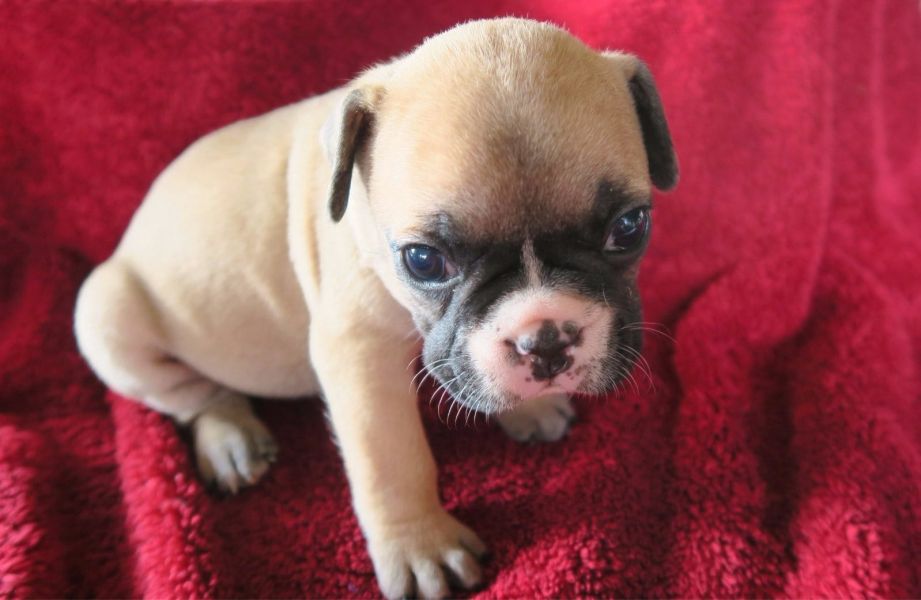 cuccioli di Bulldog Francese  ( Gratis )