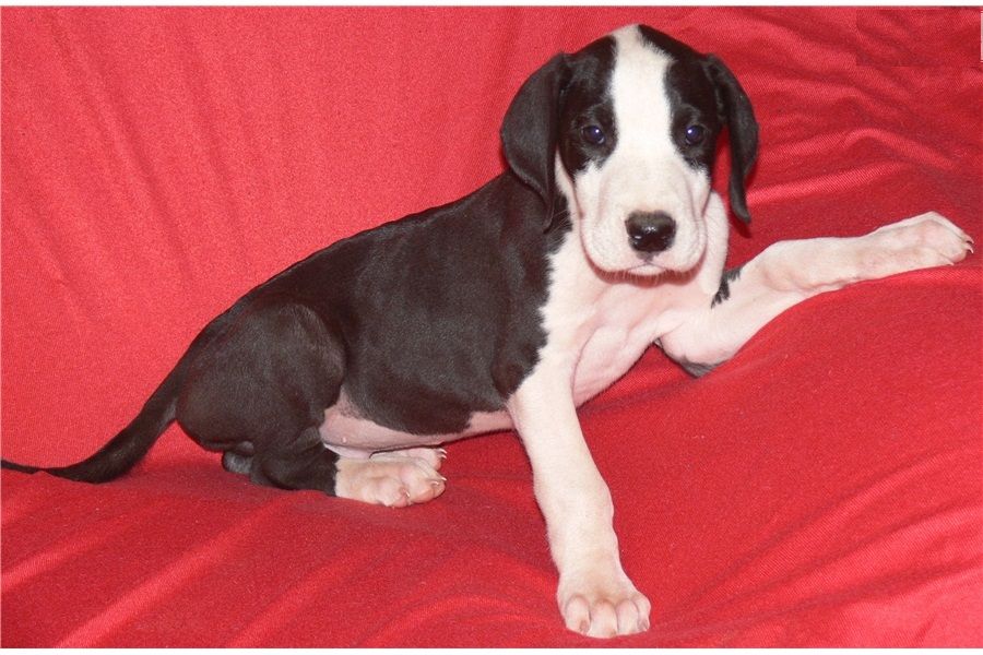 Regalo adorabili cuccioli  Alano  femminucce e maschietti disponibili gratuita i cuccioli sono vacci