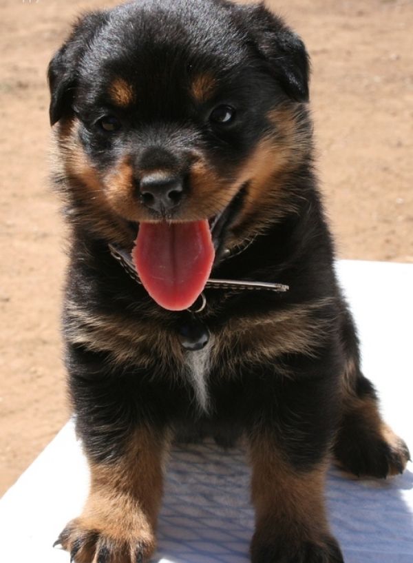 Molto bella e sani cuccioli di ROTTWEILER  per adozione maschi e femmine disponibili (gratis)