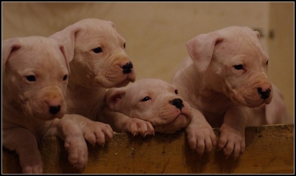 Cuccioli dogo argentino