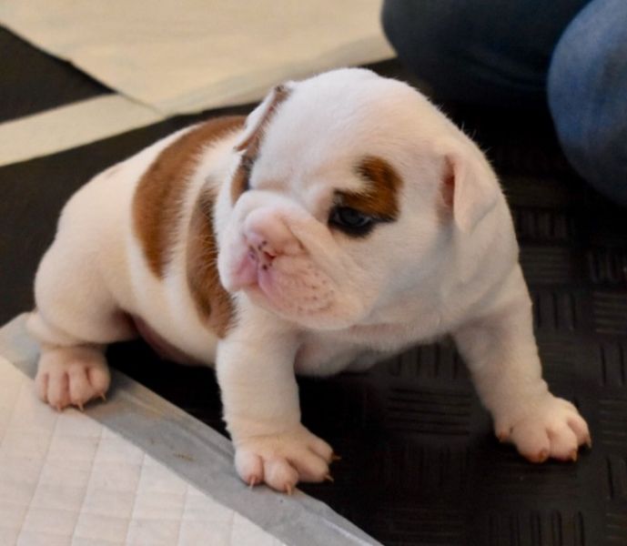 Regalo Bulldog inglese cuccioli disponibili