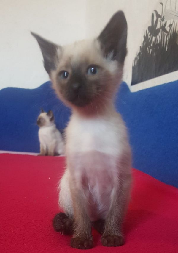  regalo siamese gattini  disponibili per l'adozione
