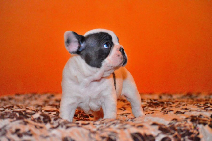 Adorabili cuccioli di Bulldog Francese femminucce e maschietti disponibili per l'adozione gratuita