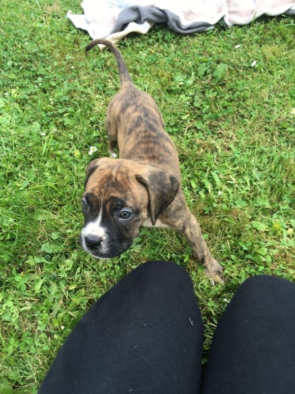 cuccioli di Boxer per adozione ( regalo  )