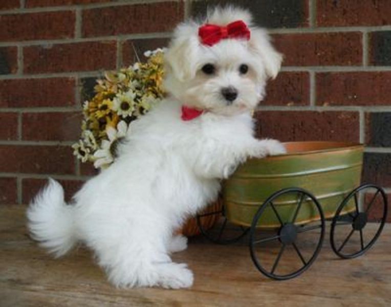 Regalo Adorabile t� maltese cuccioli