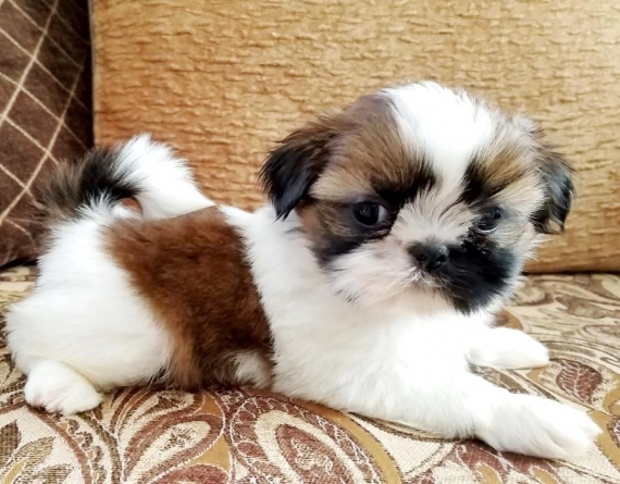 Regalo cuccioli di shitzu