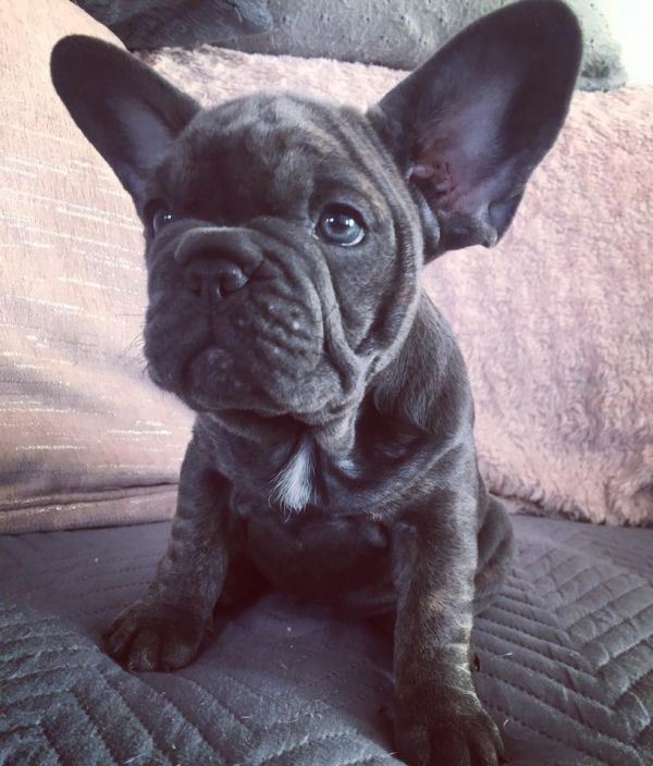 Cuccioli di razza bulldog francese per adozione 