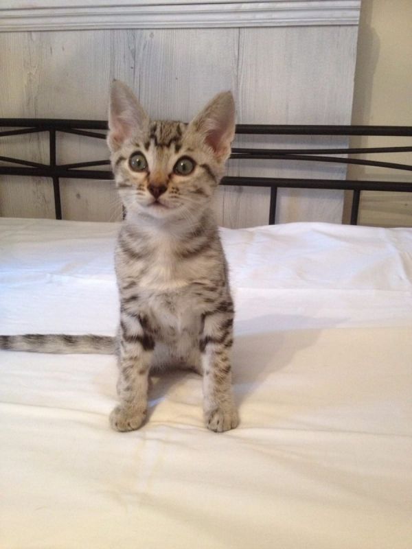   gattini Savannah   ( per regalo )