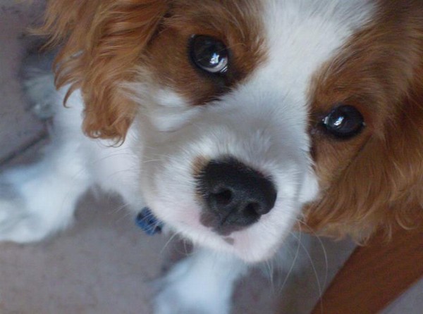  bellissimo cavalier king