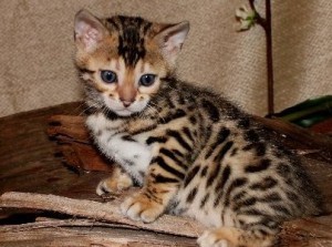 Adorabili cuccioli di bengala gattini femminucce e maschietti disponibili per l'adozione