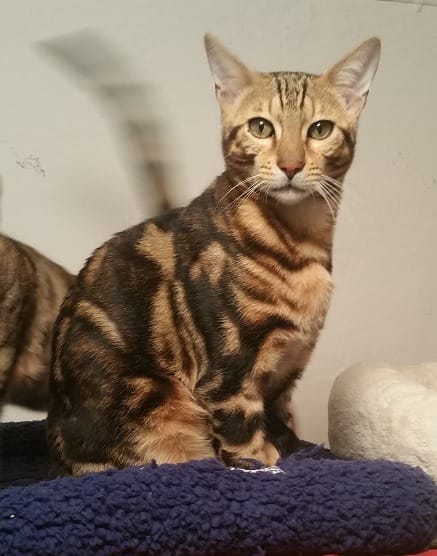  gattini di bengala  per adozione ( maschio e femmina )