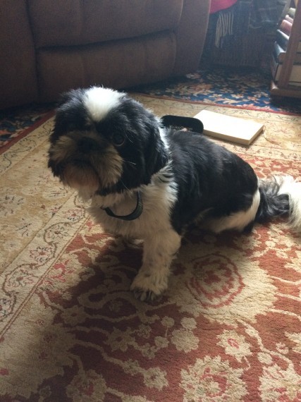 Cuccioli shih-tzu taglia piccola