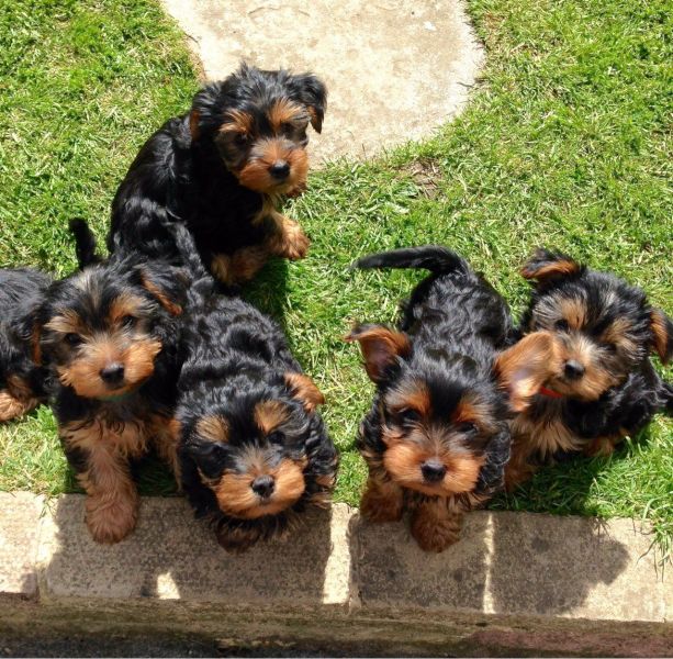 Regalo Yorkie cuccioli giocherelloni disponibili