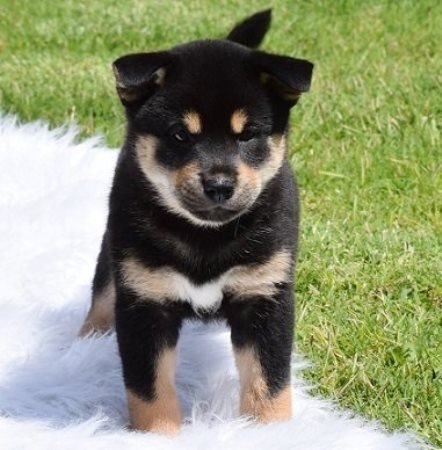 REGALO due cuccioli di Shiba Inu per l'adozione