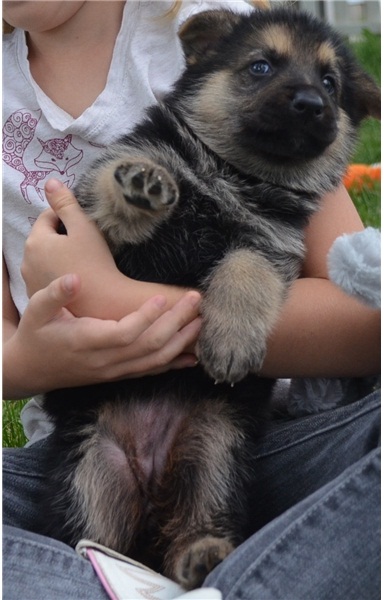 Regalo cuccioli pastore tedesco