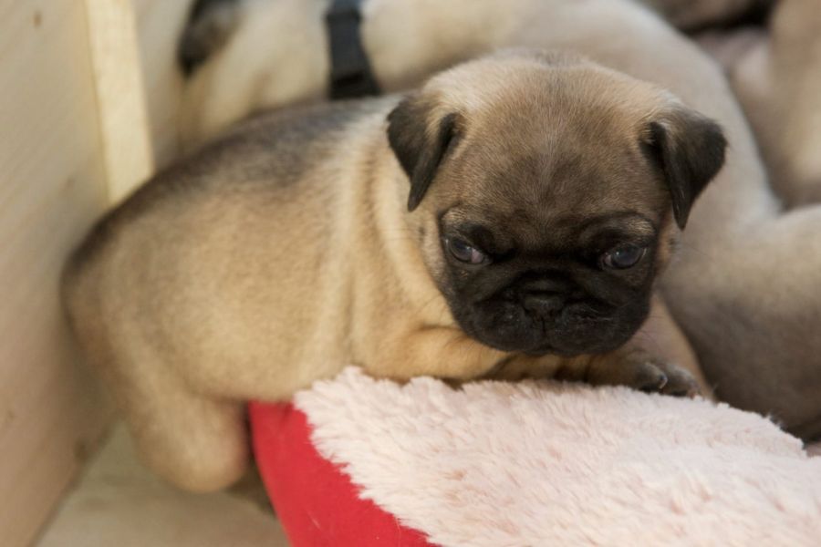  regalo cuccioli di carlino  disponibili per l'adozione