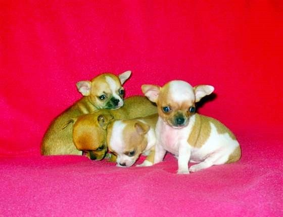 Spettacolari Chihuahua cuccioli