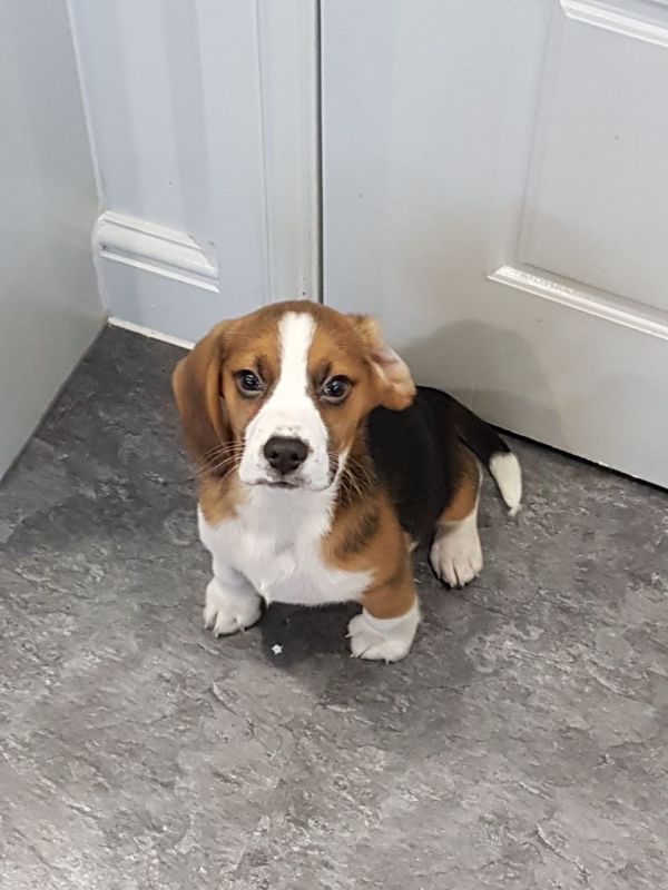 Abbiamo disponibili cuccioli di Beagle Maschi e Femmine