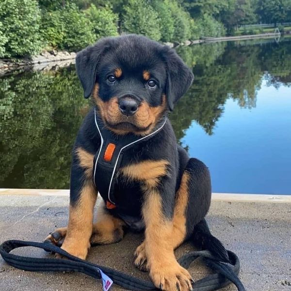 Vendo cuccioli di Rottweiler