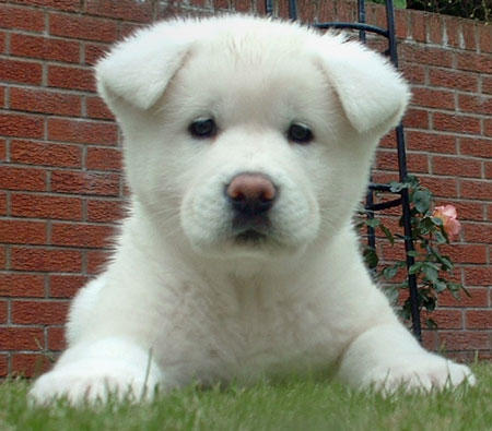  regalo cuccioli di Akita  inu disponibili per l'adozione