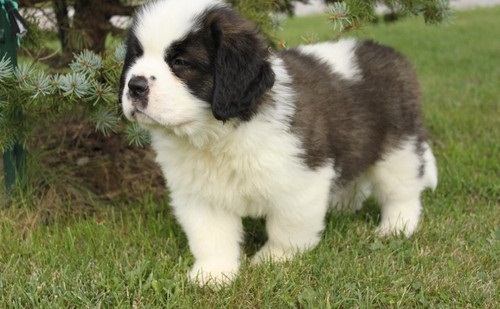 Regalo abbiamo cuccioli di barboncino