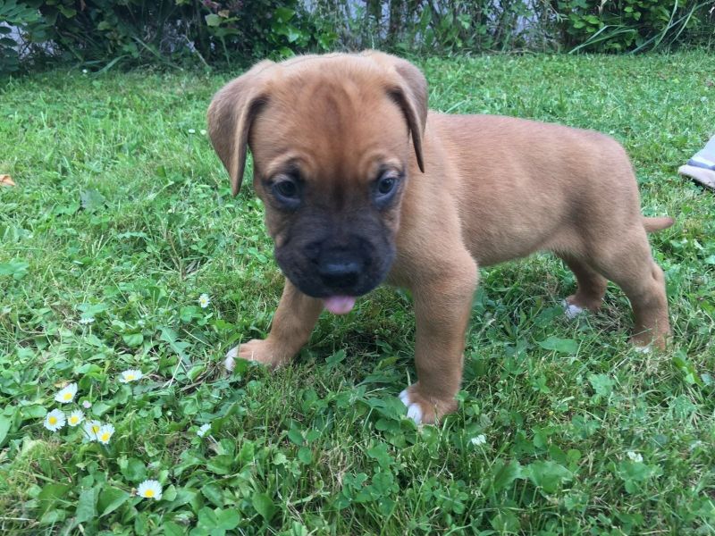  regalo cuccioli di  boxer disponibili per l'adozione