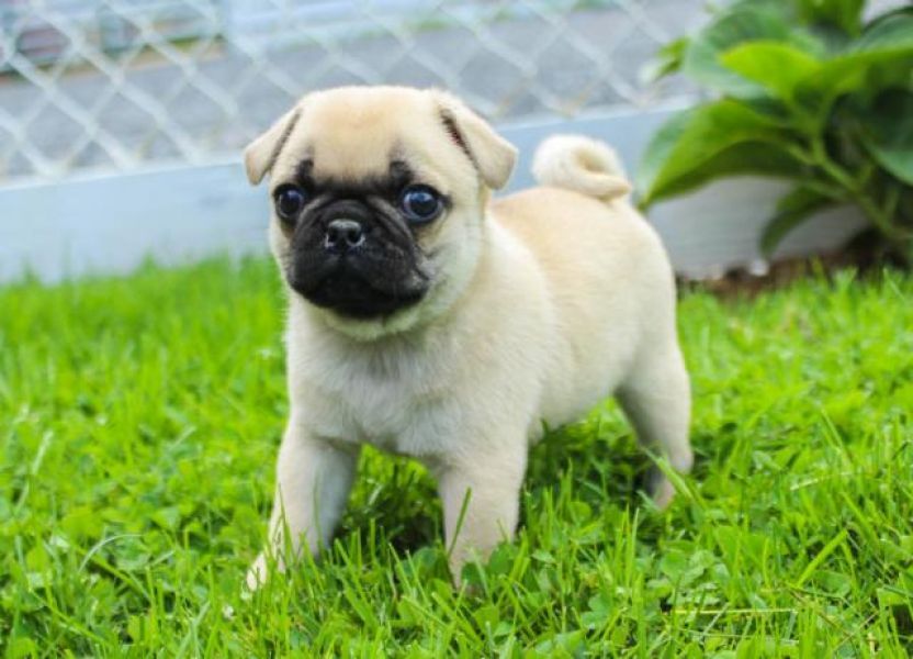 Cuccioli carlino maschi e femmine