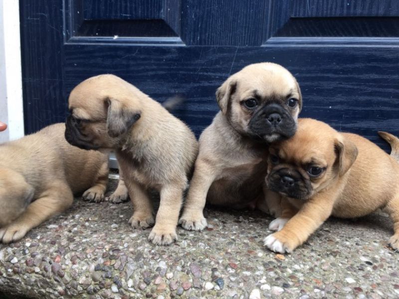 REGALO Cuccioli carlino