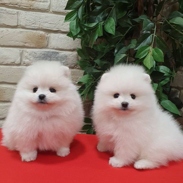 Spitz Pomerania