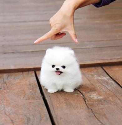 Regalo Cucciolo di VOLPINO DI POMERANIA