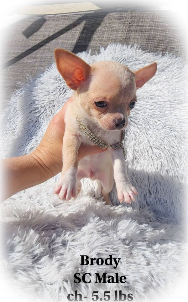   Chihuahua cuccioli introvabili cuccioli E-MAIL  (marieiris783@gmail.com)
