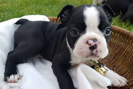 Regalo Boston terrier cuccioli tutti miei nati in casa da genitori sempre di mia propriet� e tranqui