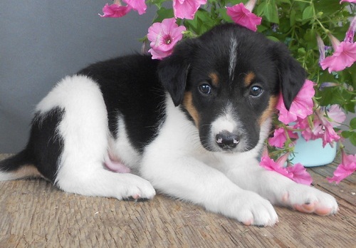Adorabili cuccioli di border collie in regalo