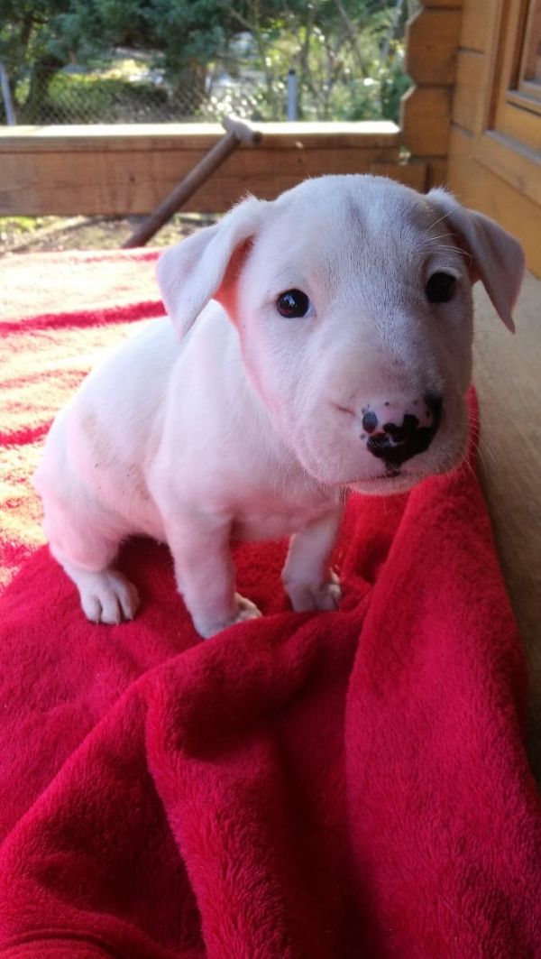 Molto bella e sani cuccioli di miniature bull terrier per adozione maschi e femmine disponibili (gra