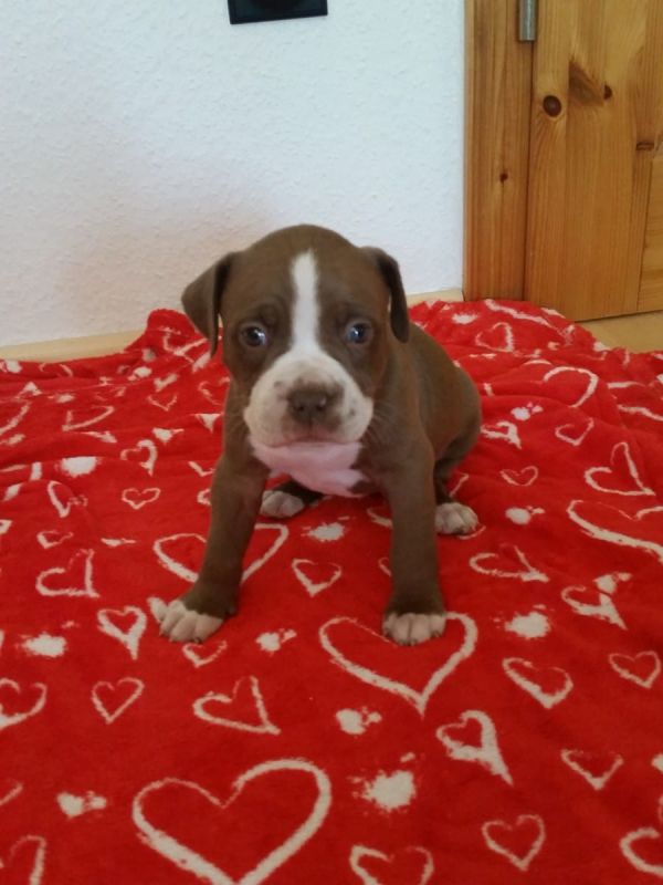 Voglio ri-casa il mio cuccioli di pitbull di pura razza