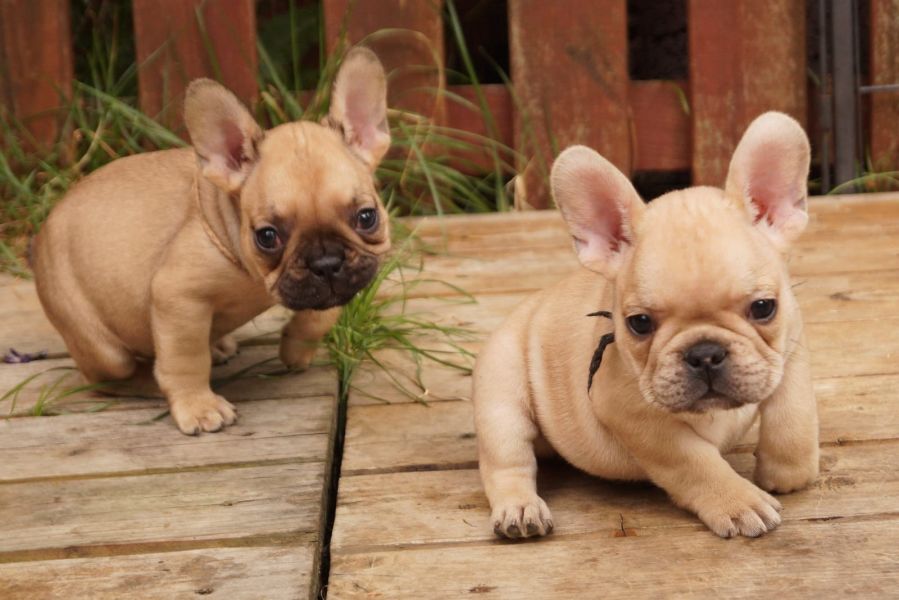 Cuccioli di razza bulldog francese per adozione 