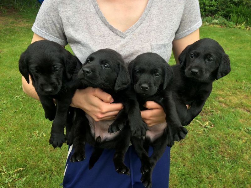  REGALO BELLO LABRADOR  CUCCIOLI MASCHI E FEMMINE Bello Labrador , Maschio e femmina,  sverminato, c