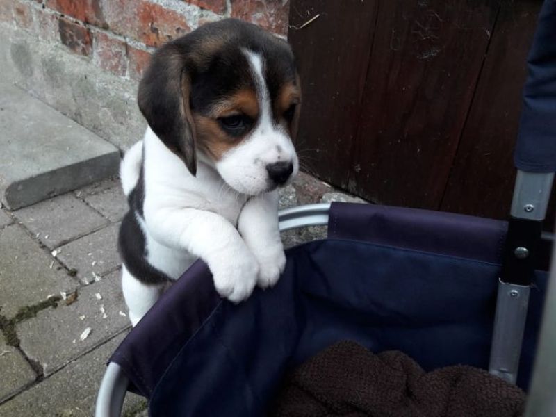 Cucciolo di Beagle in regalo