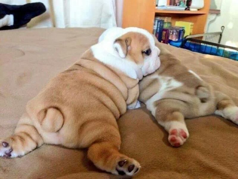 Regalo Bulldog inglese cuccioli disponibili