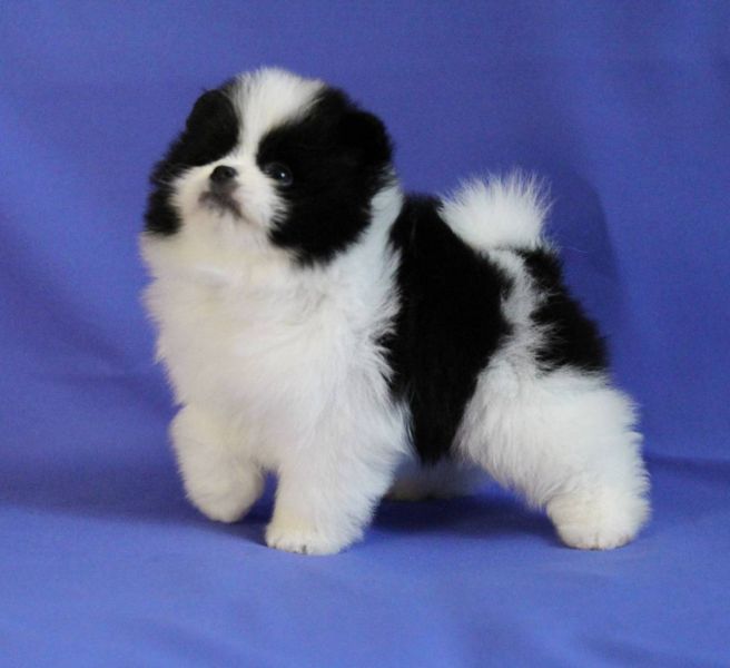 Cuccioli di Pomerania con faccia di orsacchiotto