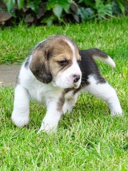 Regalo cuccioli di Beagle