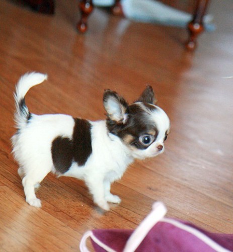 Adorabili cuccioli di chihuahua femminucce e maschietti disponibili per l'adozione