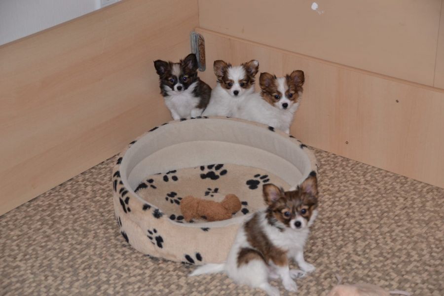 Cuccioli di papillon  per adozione ( regalo  )