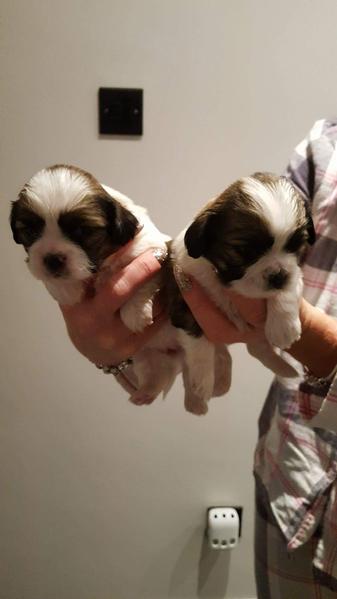Abbiamo una bellissima cucciolata di SHIH-TZU trcolore.