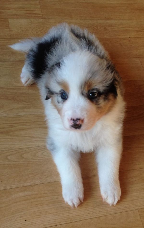 Cuccioli di AUSTRALIANO PASTORE  per adozione ( maschio e femmina )