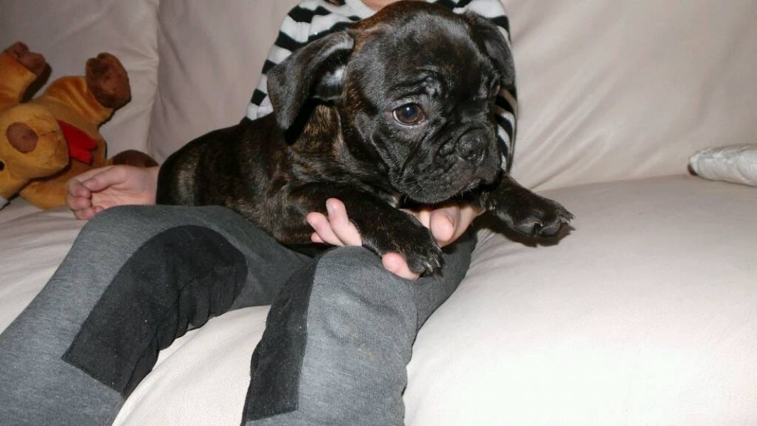  cuccioli di Bulldog Francese ( per regalo )