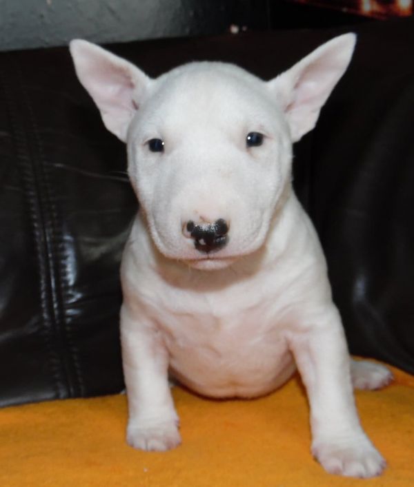  cuccioli di bull terrier  ( per regalo )