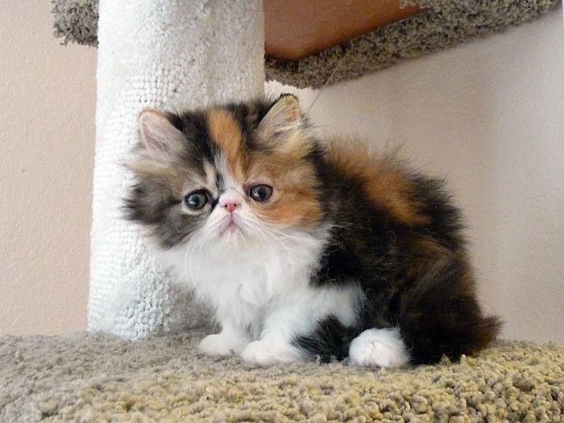 Adorabili gattini persiani